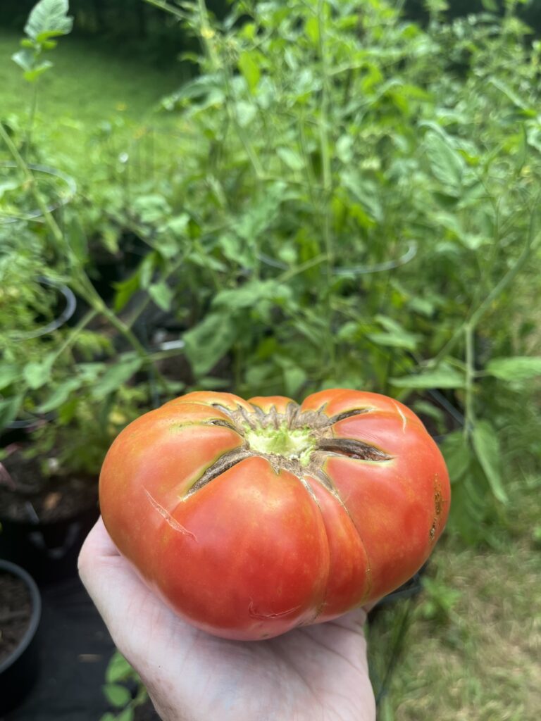 Hand holding a Tennessee Heirloom tomato
