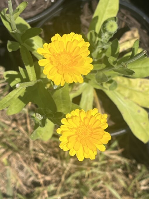 Herbalism classes in Tennessee